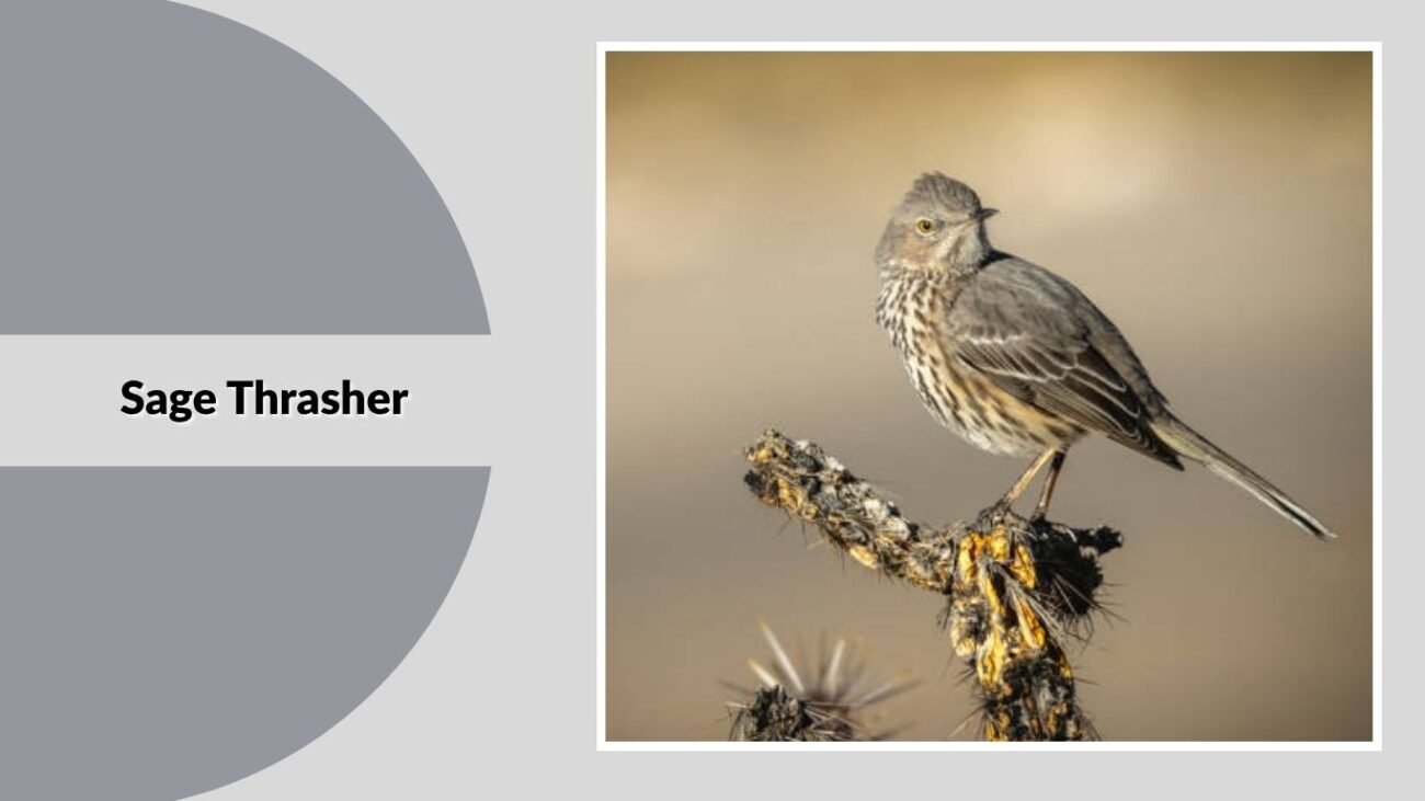 Sage Thrasher
