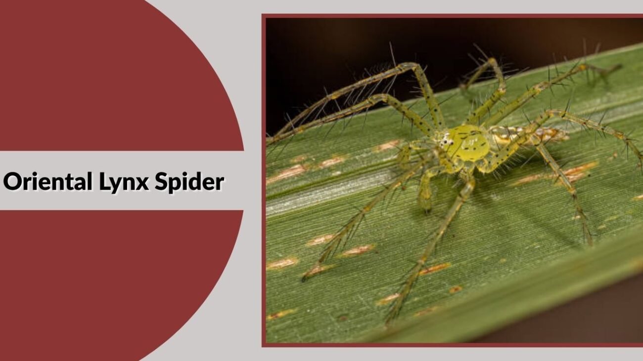 Oriental Lynx Spider