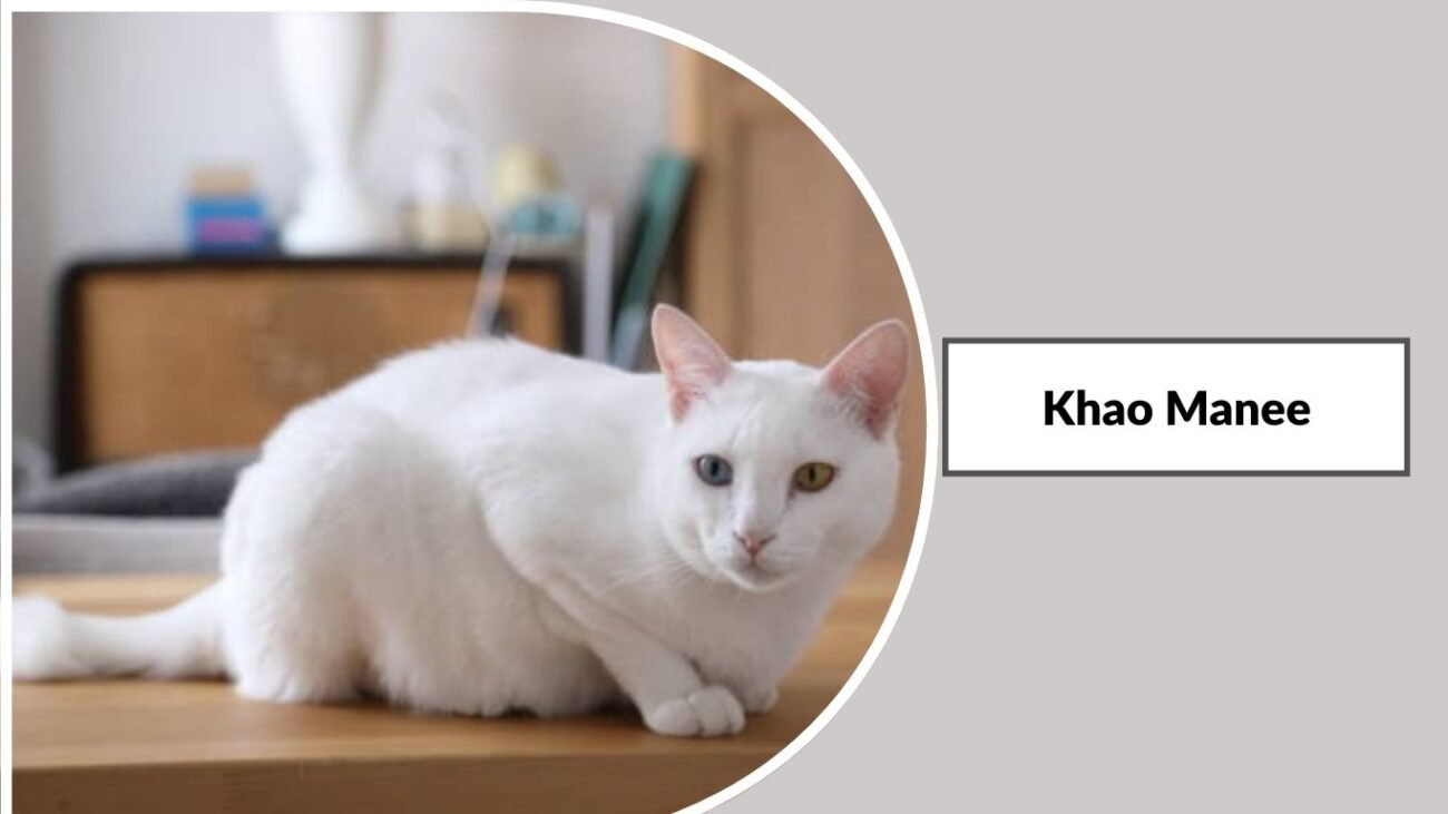 Khao Manee