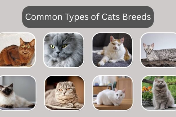 Types Cats Breeds