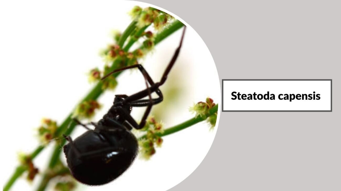 Steatoda capensis