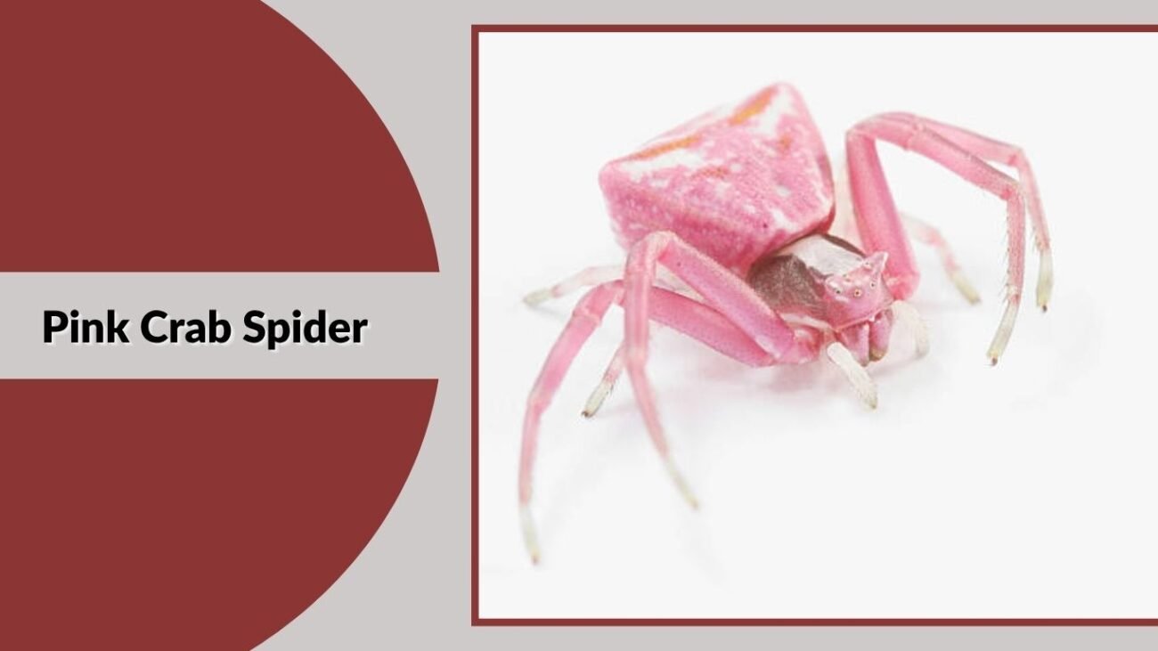 Pink Crab Spider