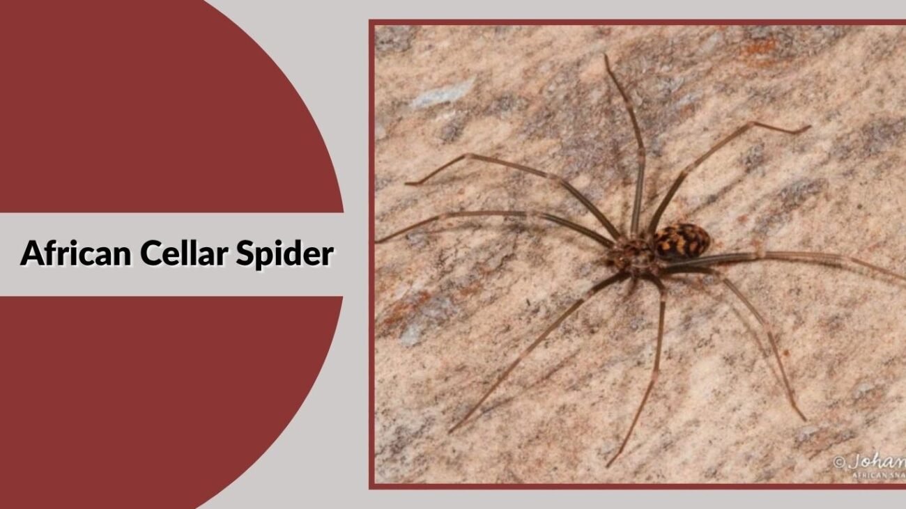 African Cellar Spider