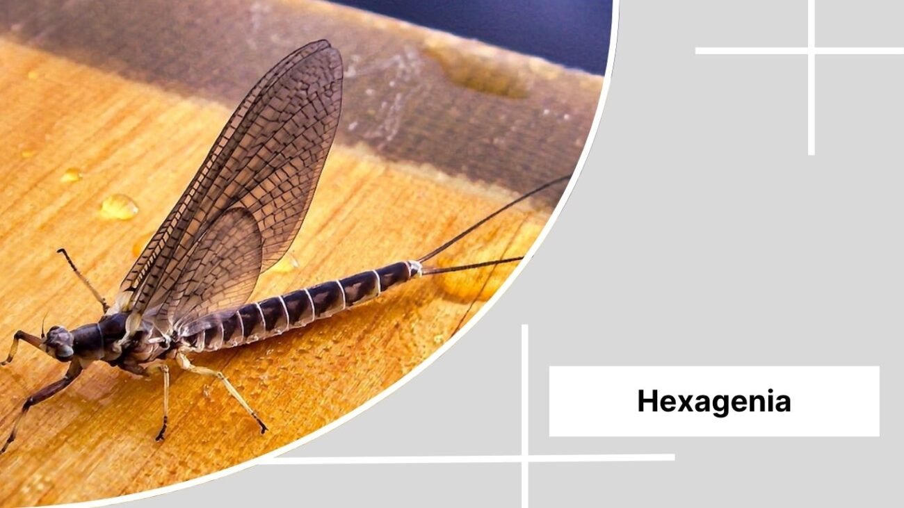  Hexagenia