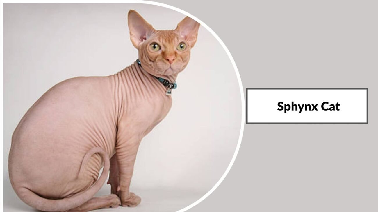 Sphynx Cat