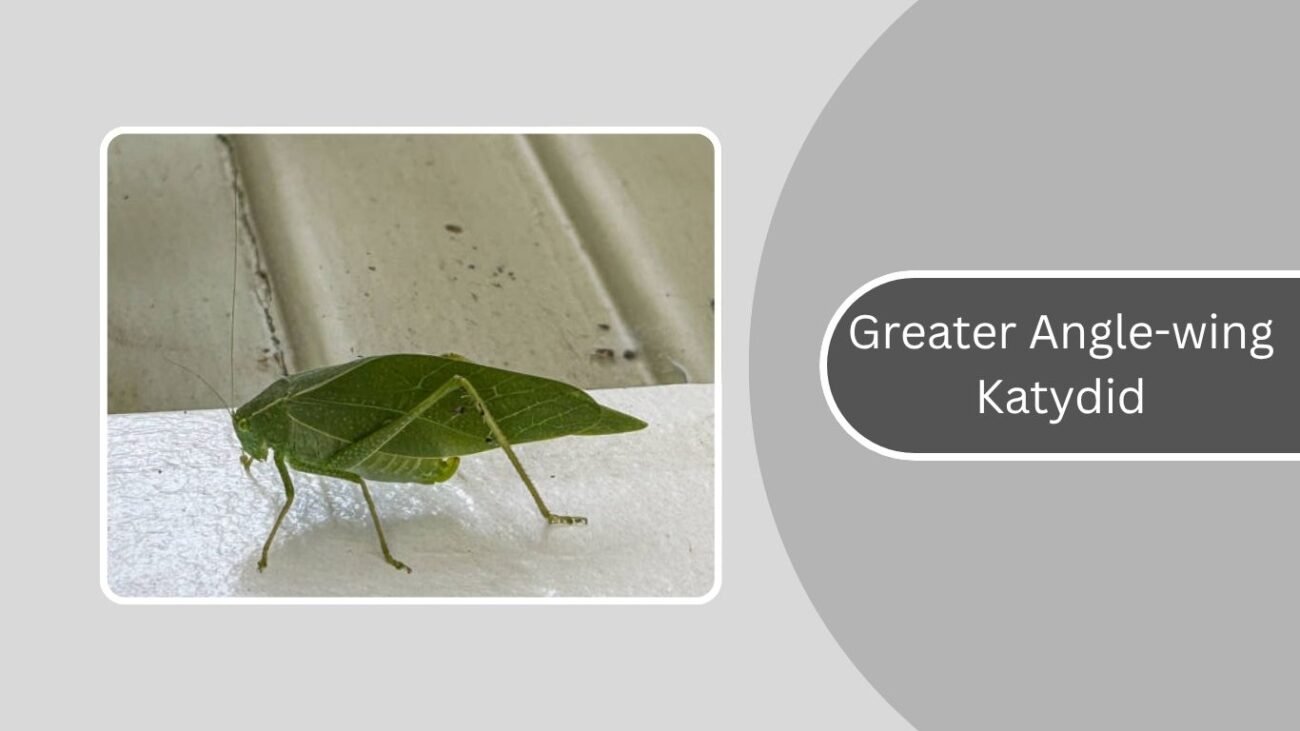 Greater Angle-wing Katydid