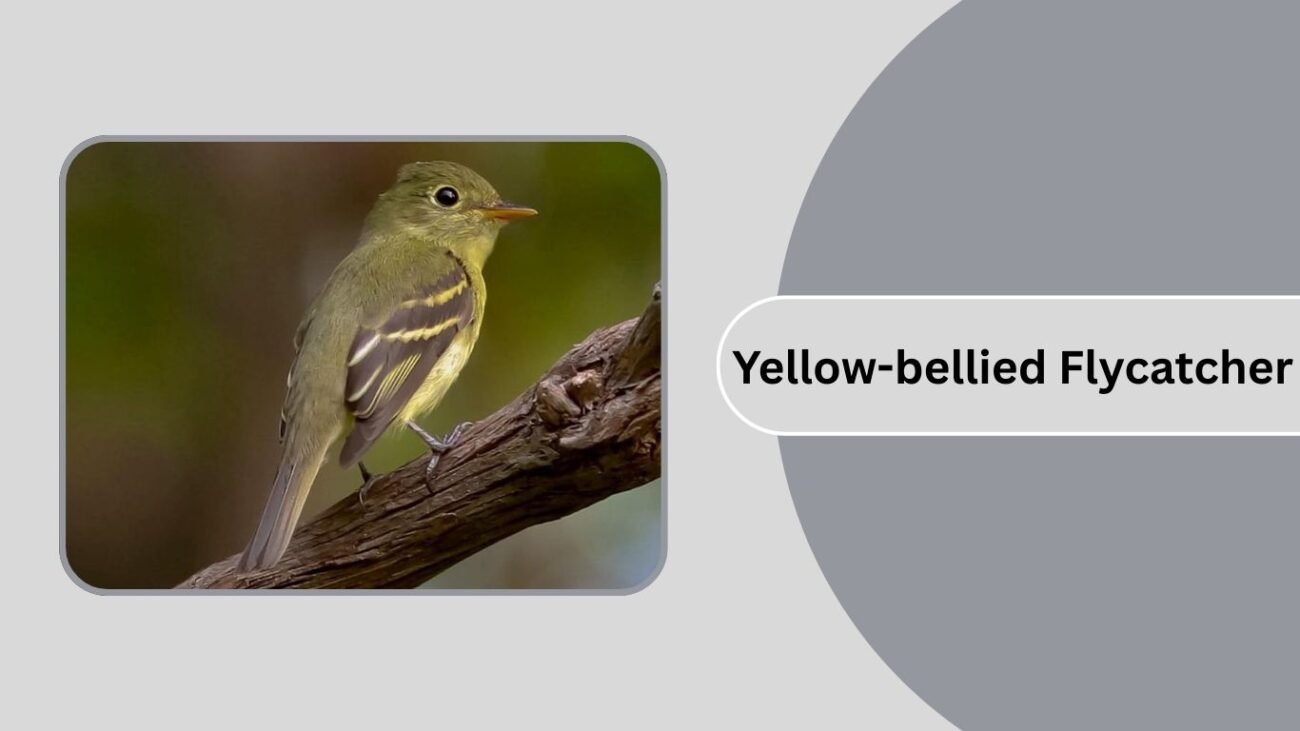 Yellow-bellied Flycatcher