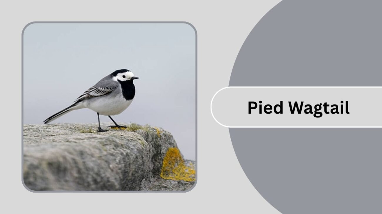 Pied Wagtail