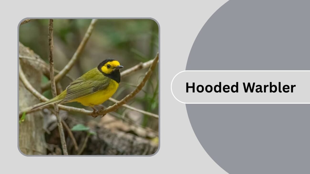 Hooded Warbler