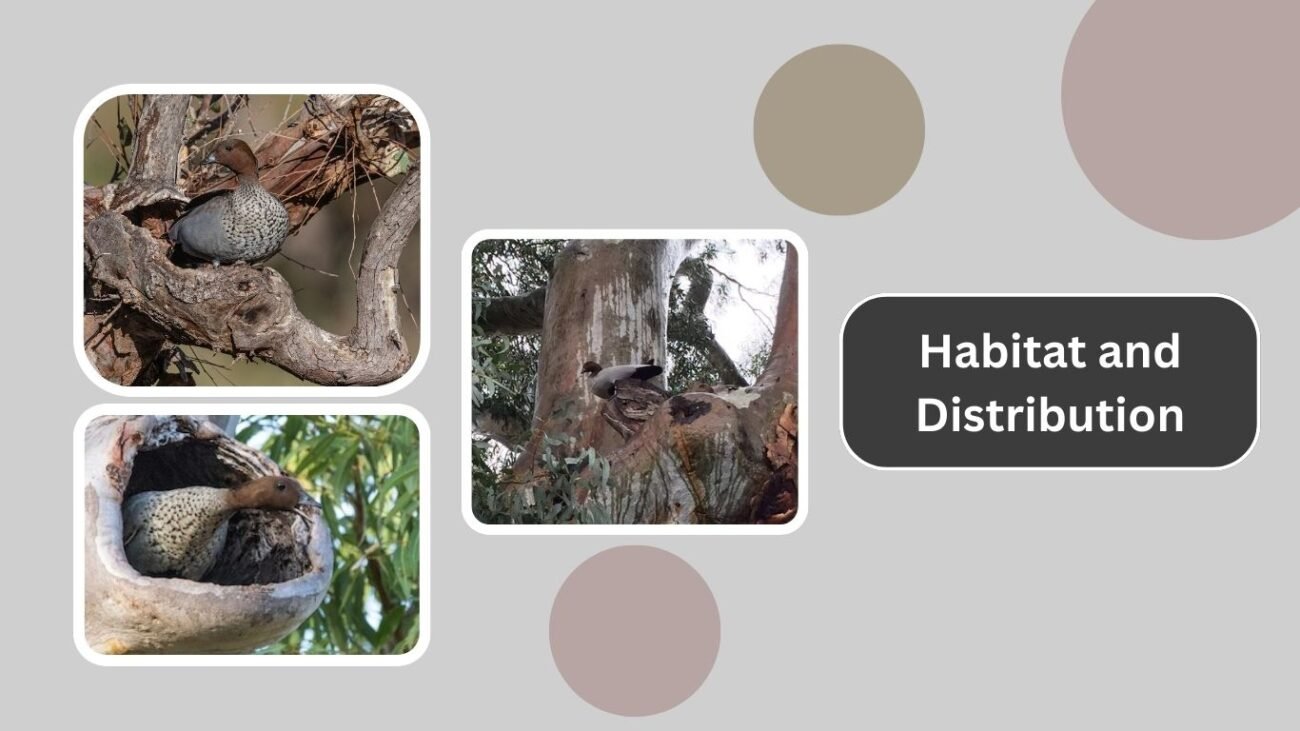 Habitat and Distribution