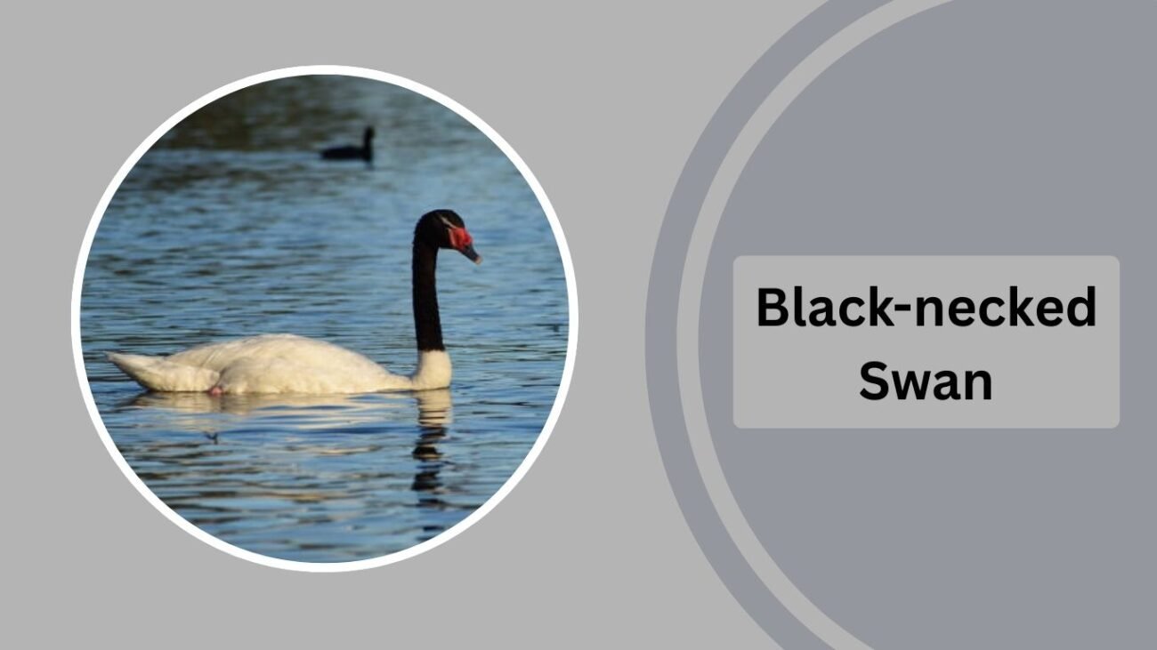 Black-necked Swan