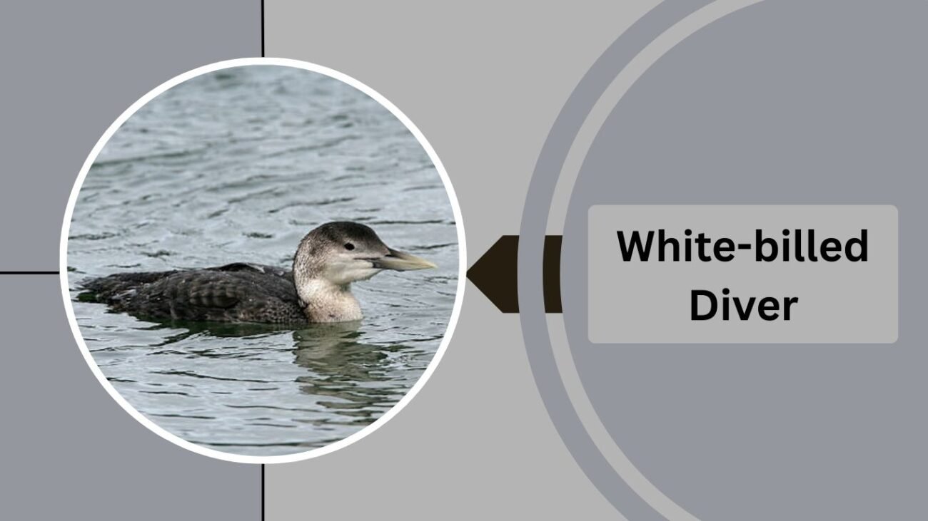 White-billed Diver