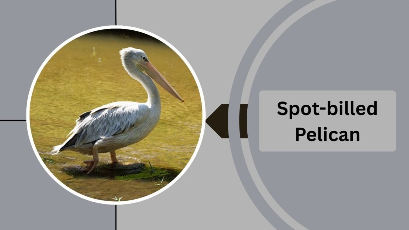 Spot-billed Pelican