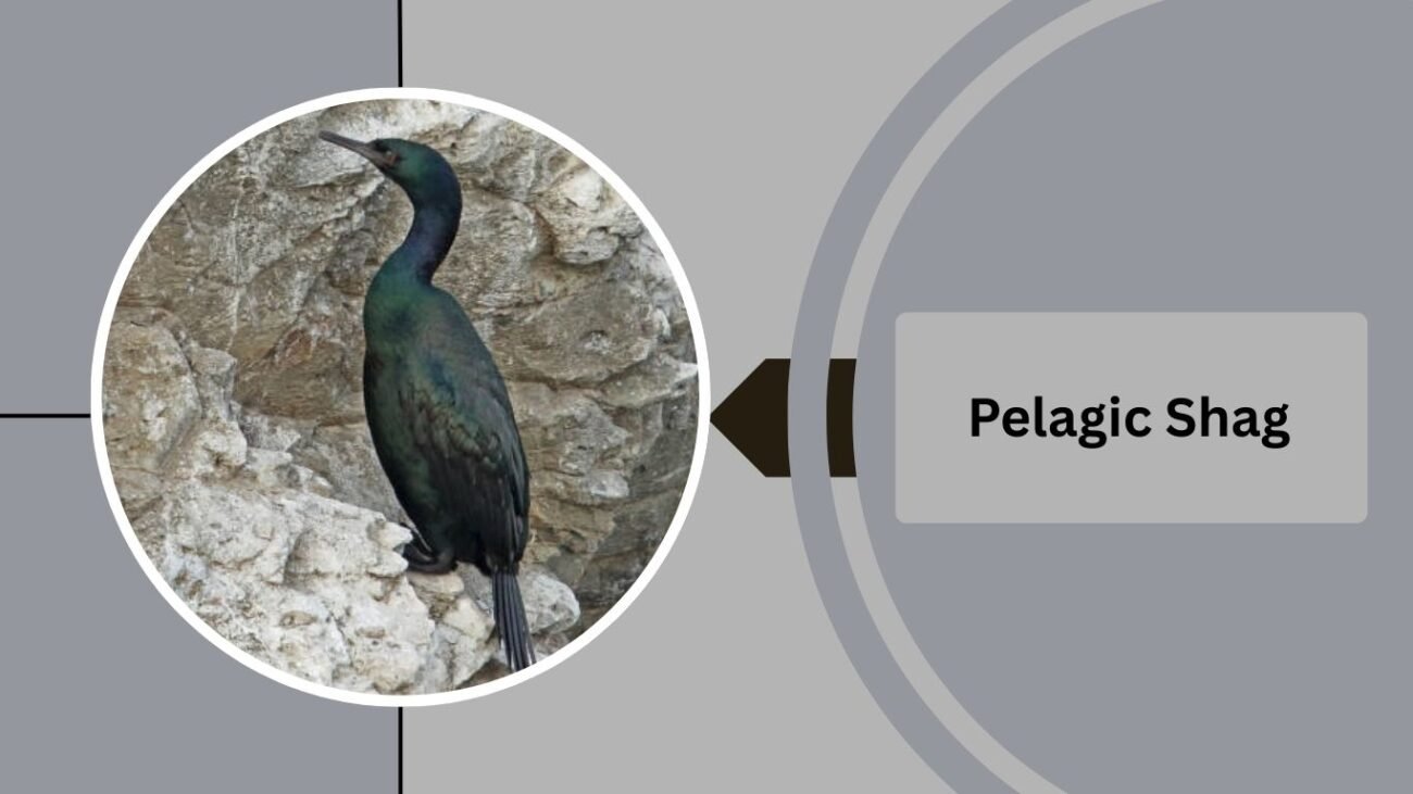 Pelagic Shag