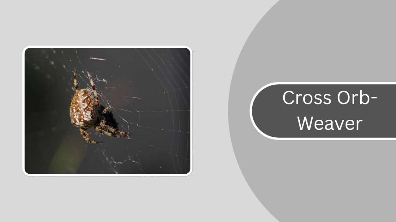 Cross Orb-Weaver