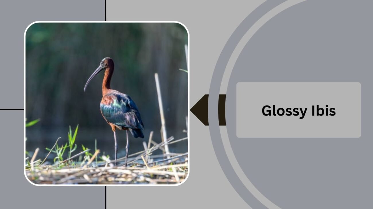 Glossy Ibis