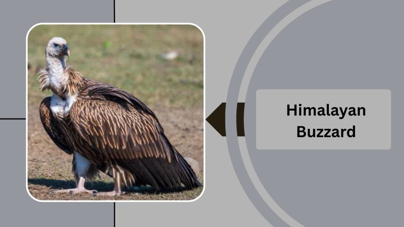 Himalayan Buzzard
