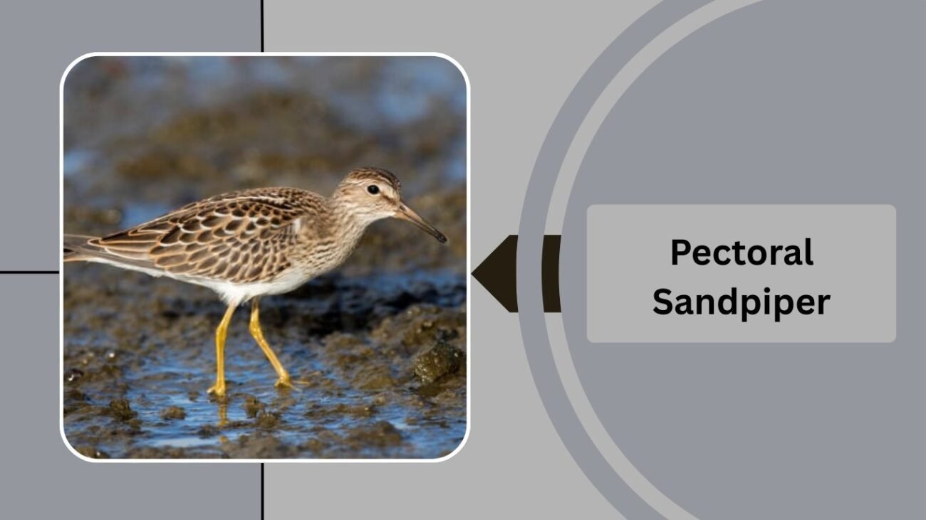 Pectoral Sandpiper