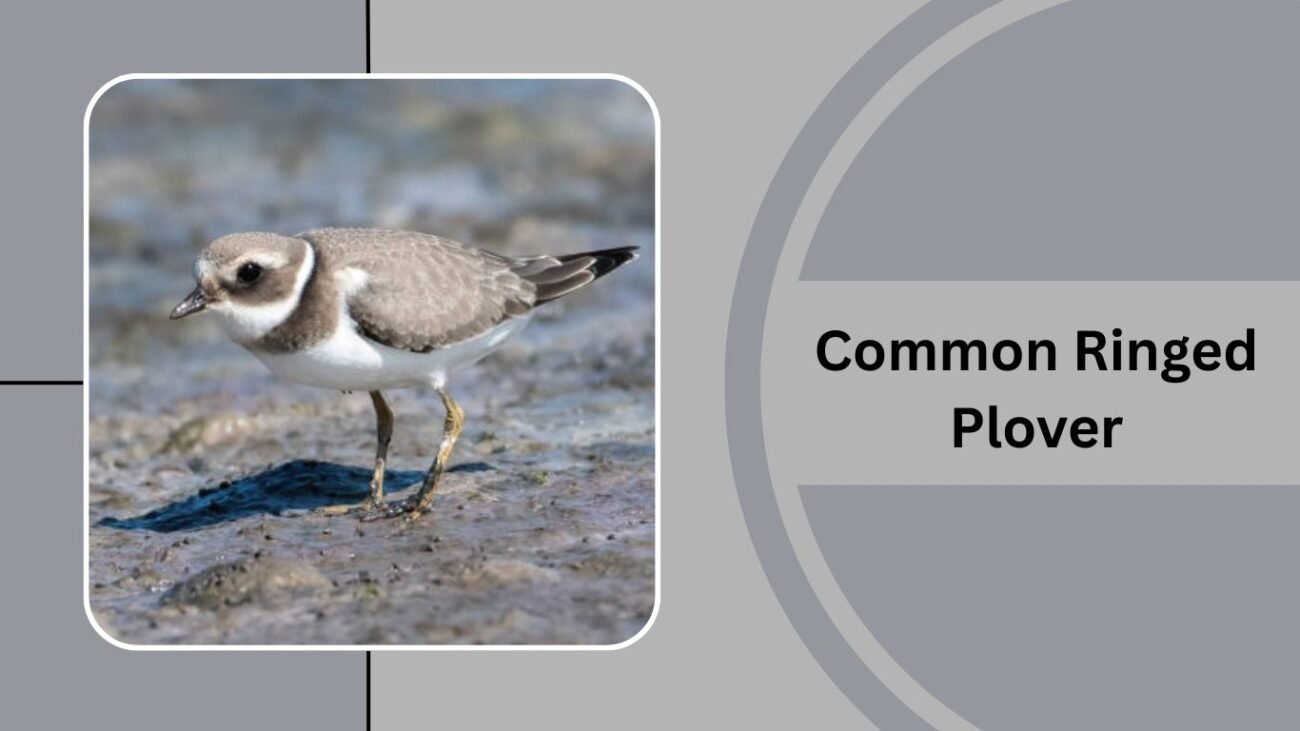 Common Ringed Plover
