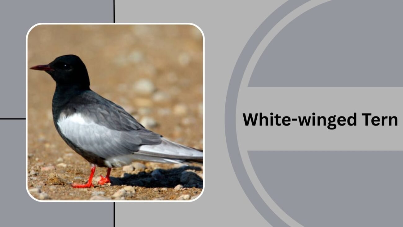 White-winged Tern
