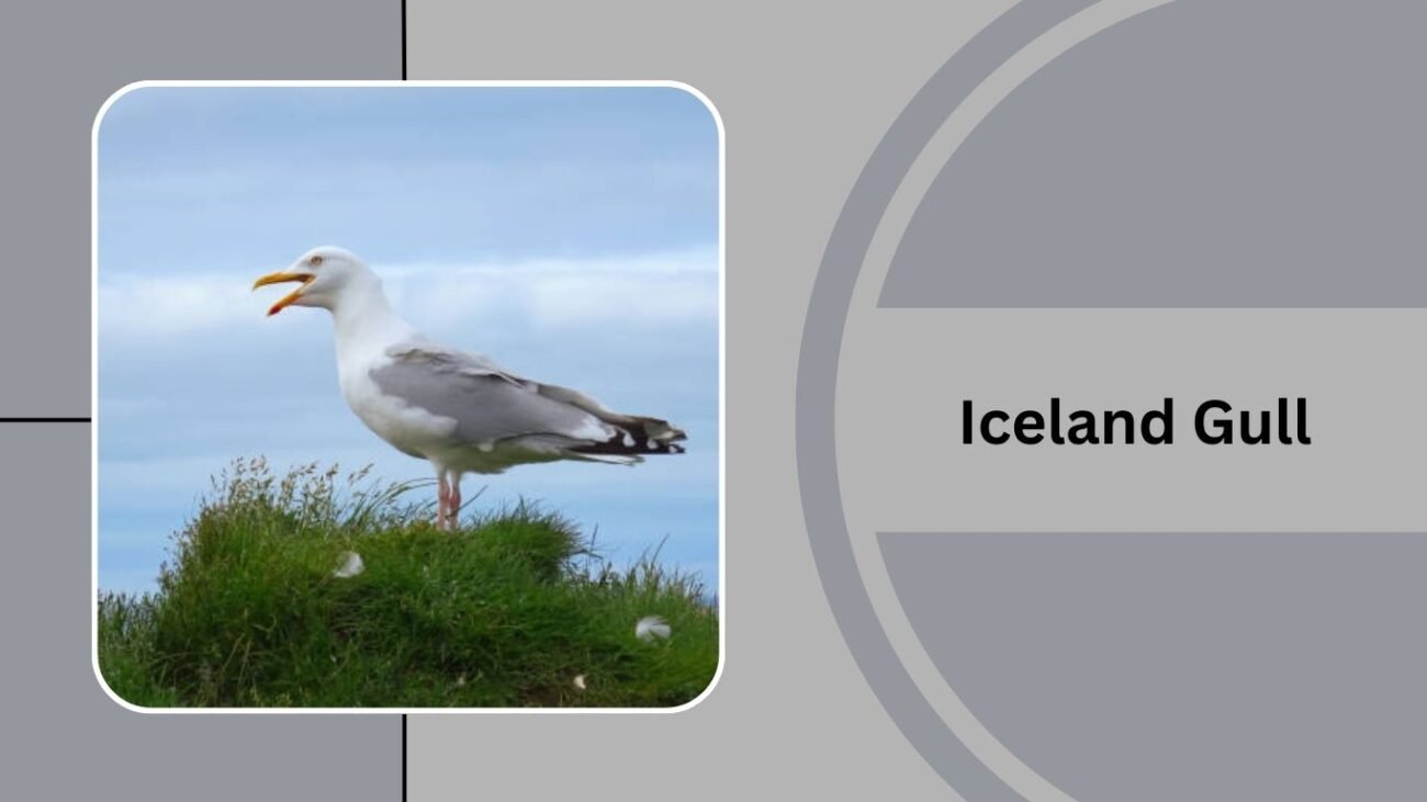 Iceland Gull