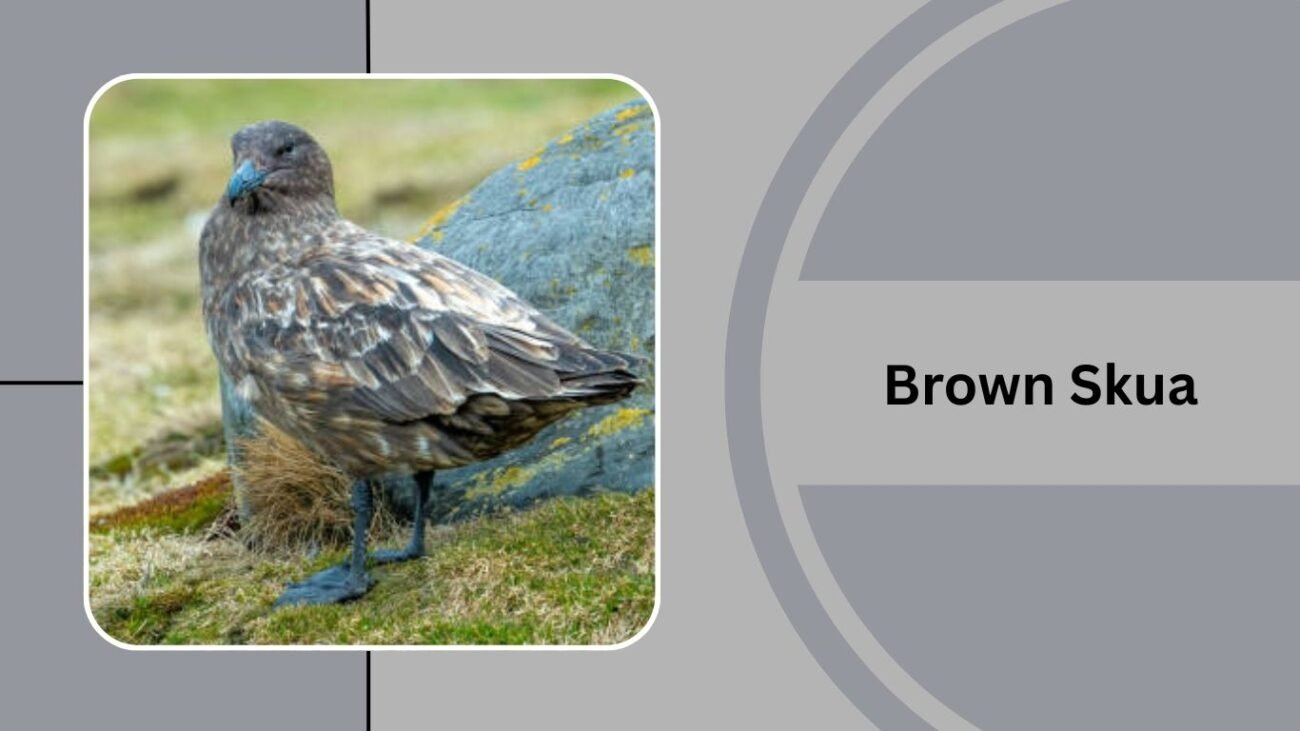  Brown Skua