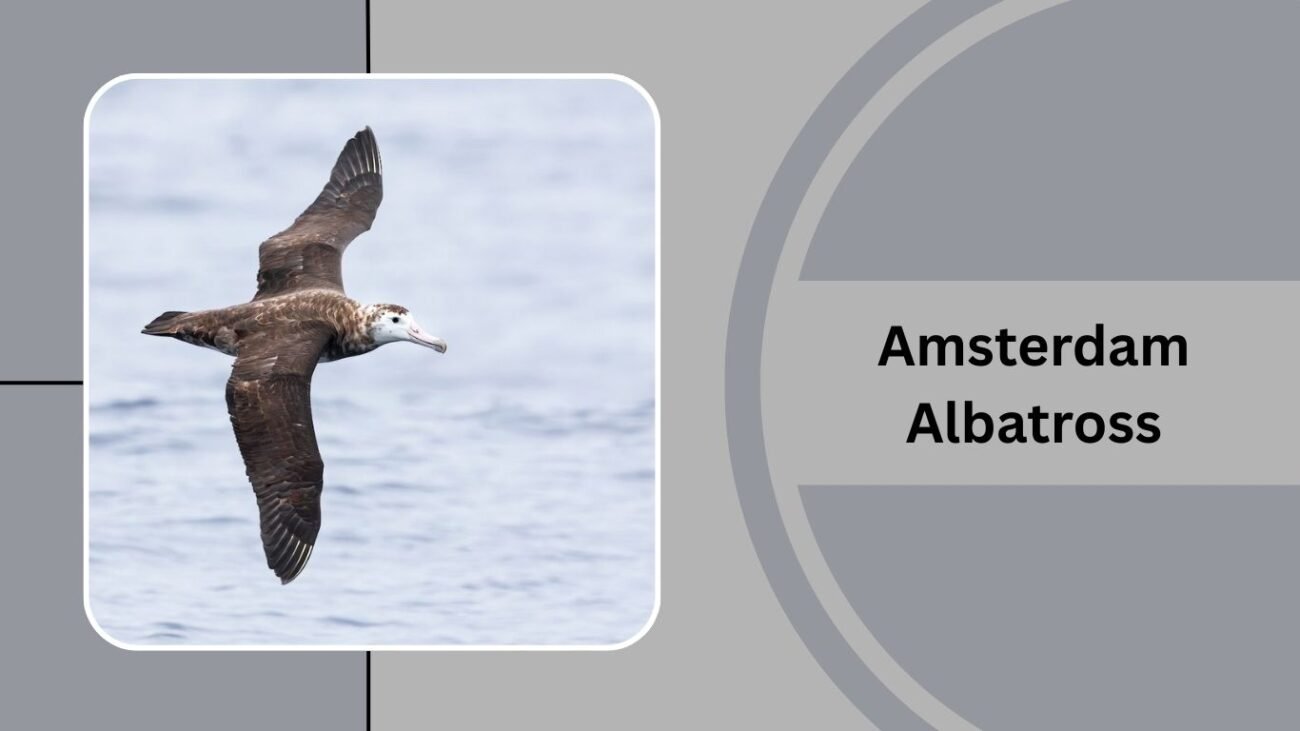 Amsterdam Albatross
