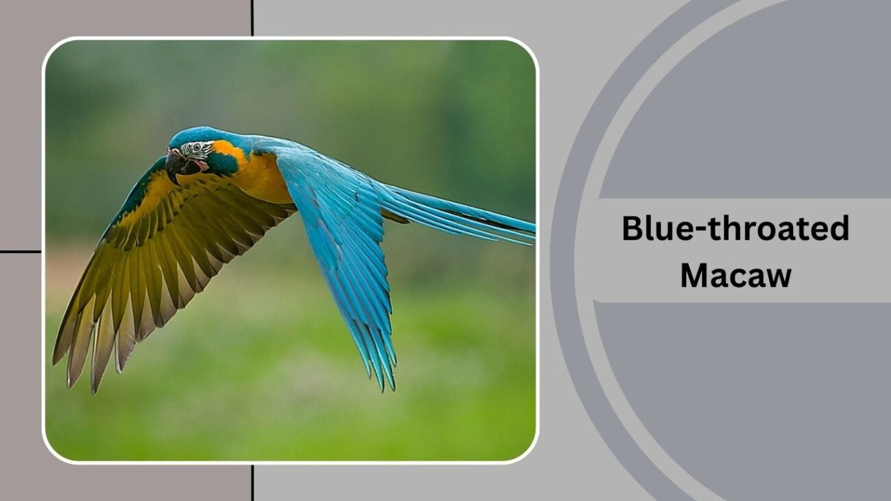 Blue-throated Macaw
