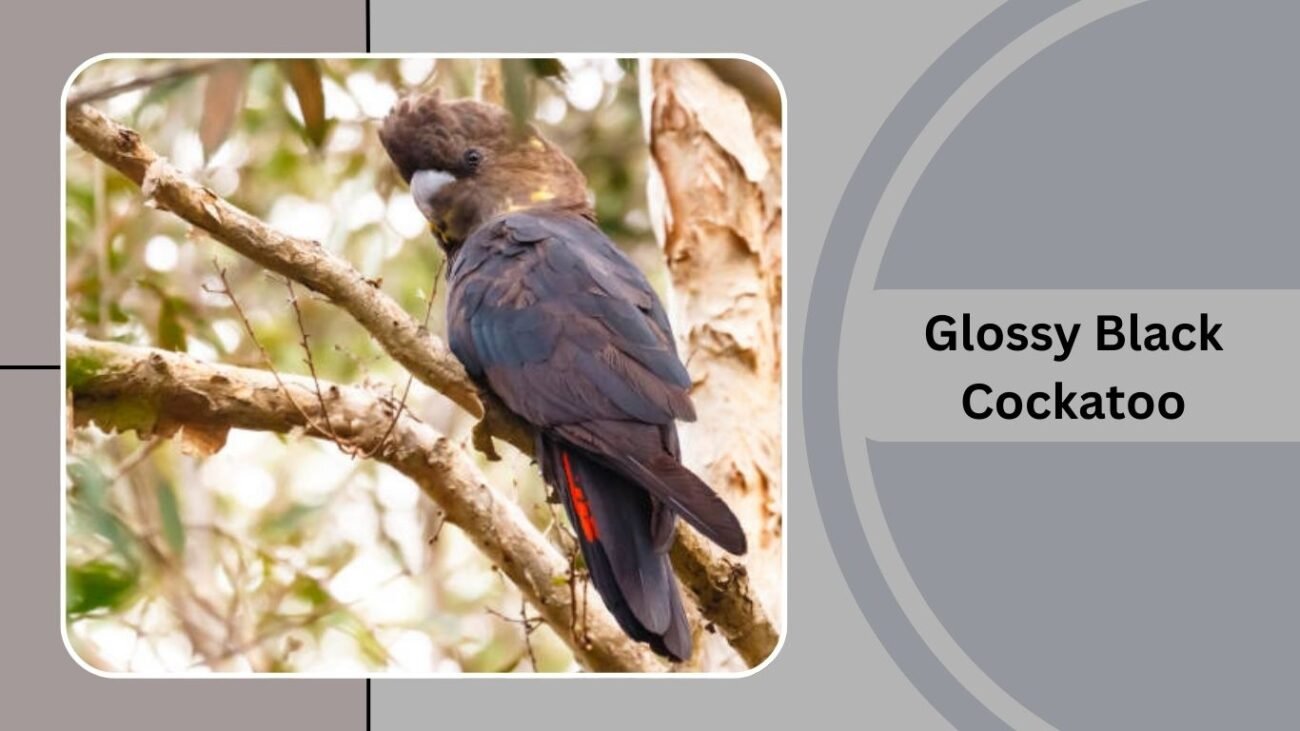 Glossy Black Cockatoo