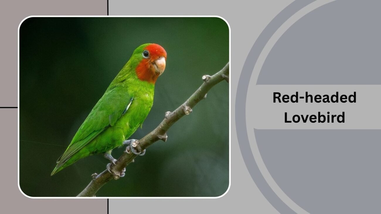  Red-headed Lovebird