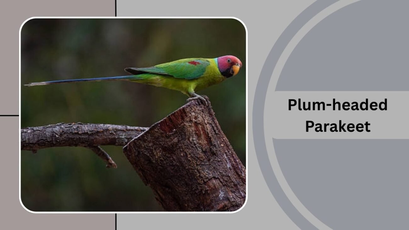  Plum-headed Parakeet
