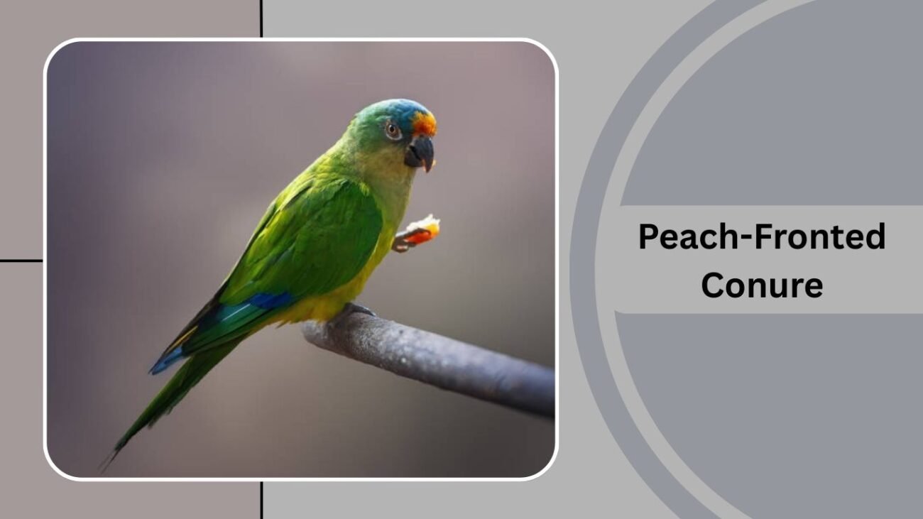 Peach-Fronted Conure