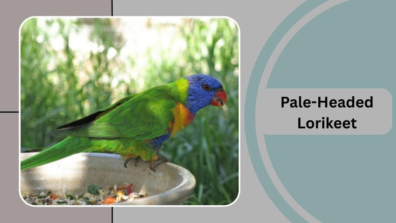  Pale-Headed Lorikeet