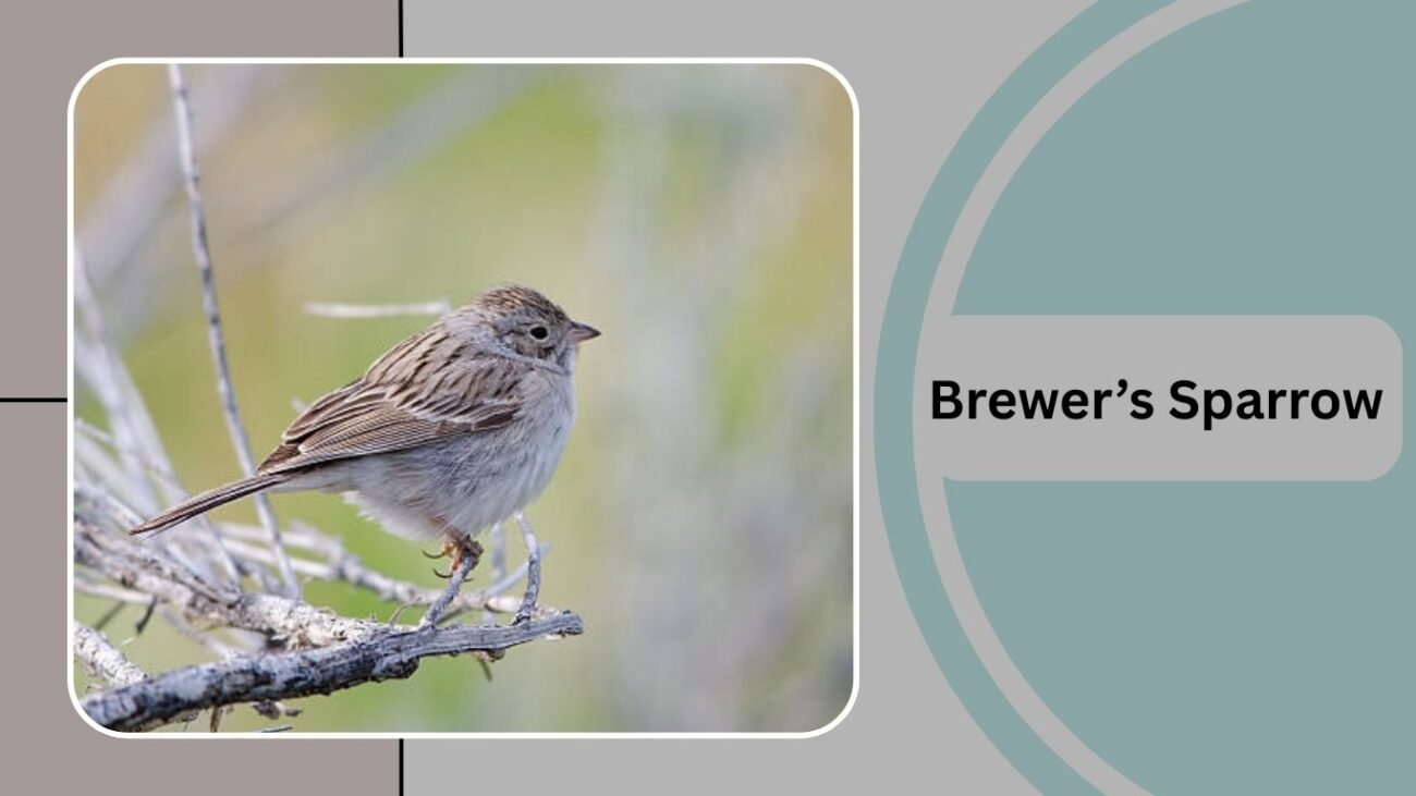 Brewer’s Sparrow