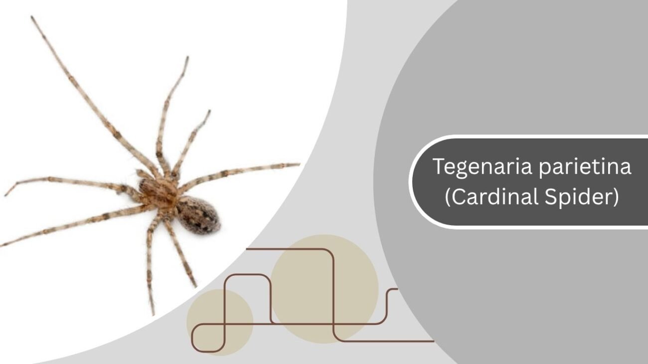  Tegenaria parietina
