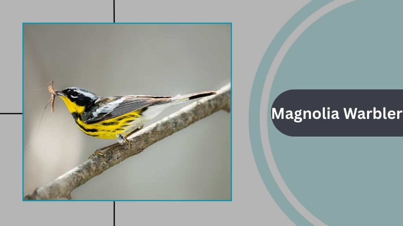 Magnolia Warbler