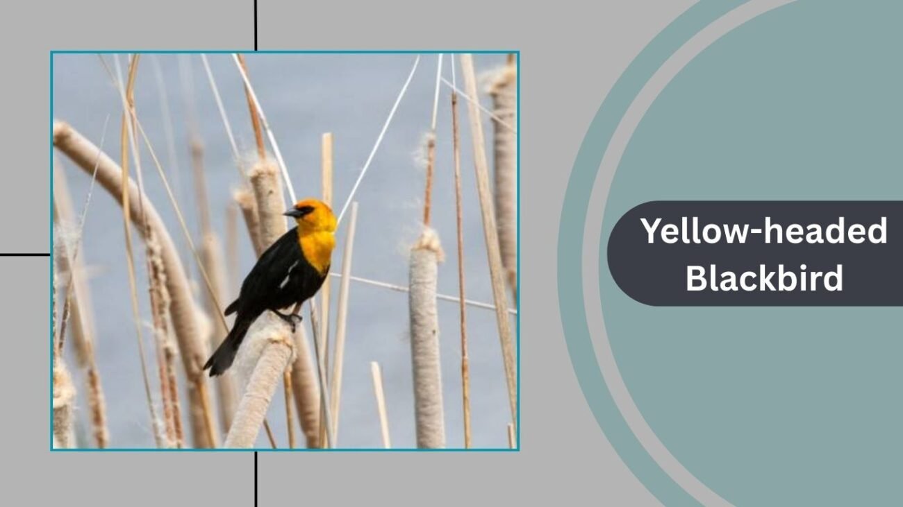 Yellow-headed Blackbird