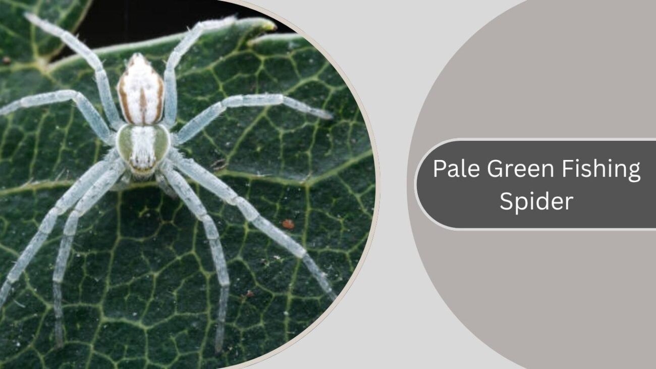 Pale Green Fishing Spider