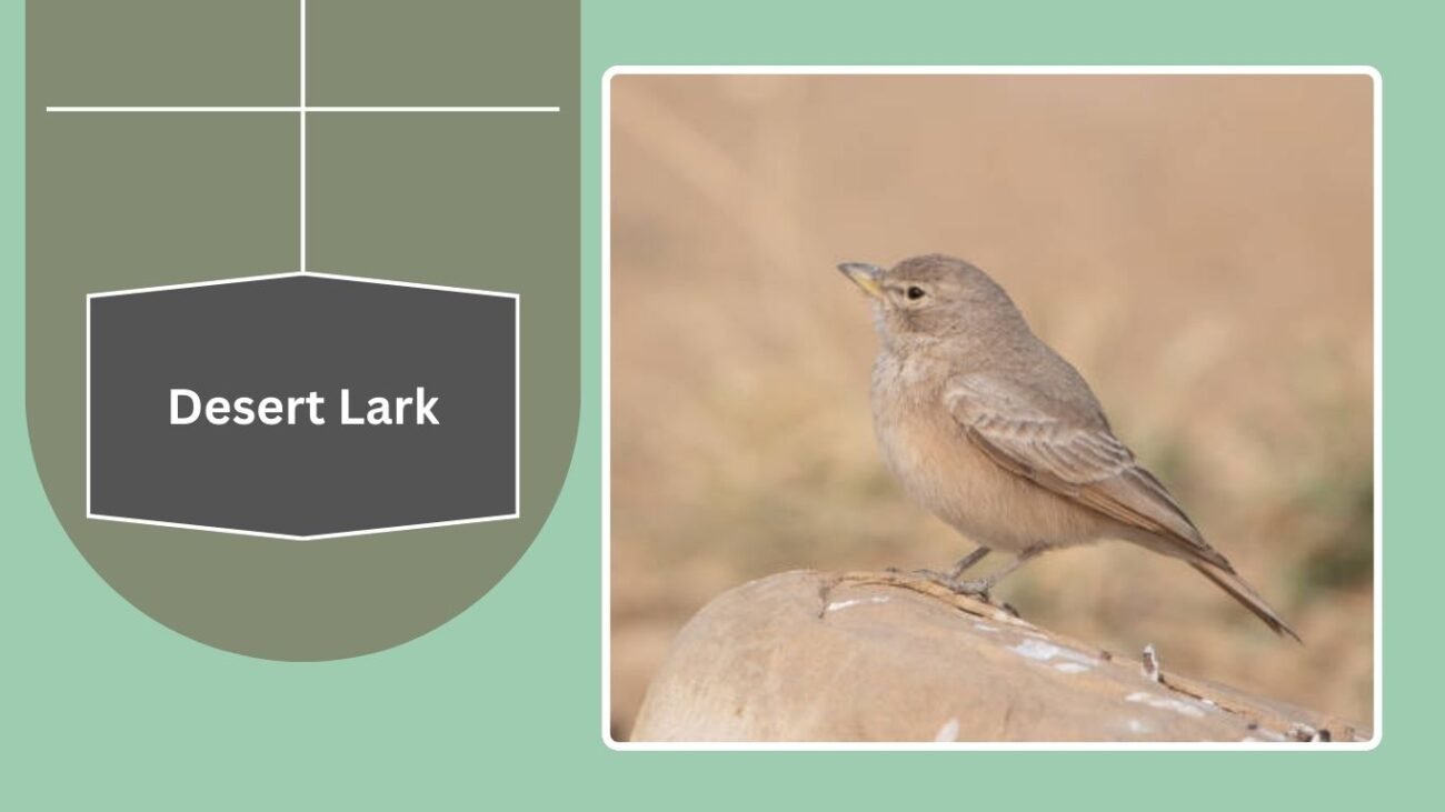 Desert Lark
