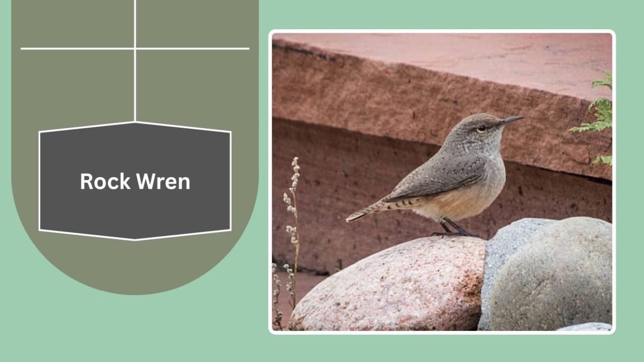 Rock Wren