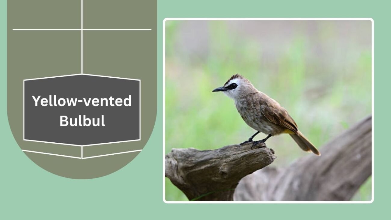  Yellow-vented Bulbul