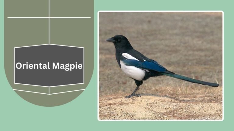 Magpie Variants 15 Types of Magpies: Identification With Pictures