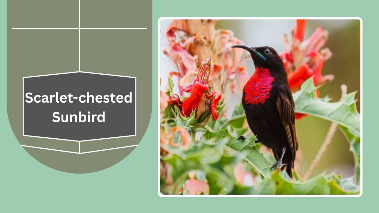 Scarlet-chested Sunbird