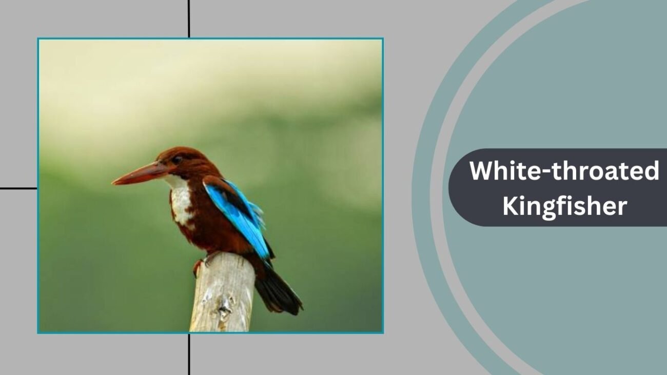 White-throated Kingfisher