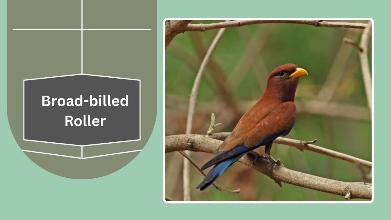 Broad-billed Roller