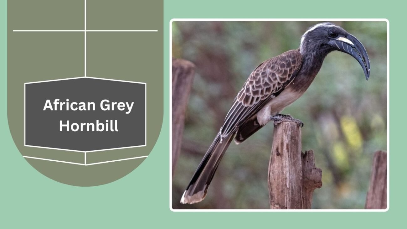 African Grey Hornbill