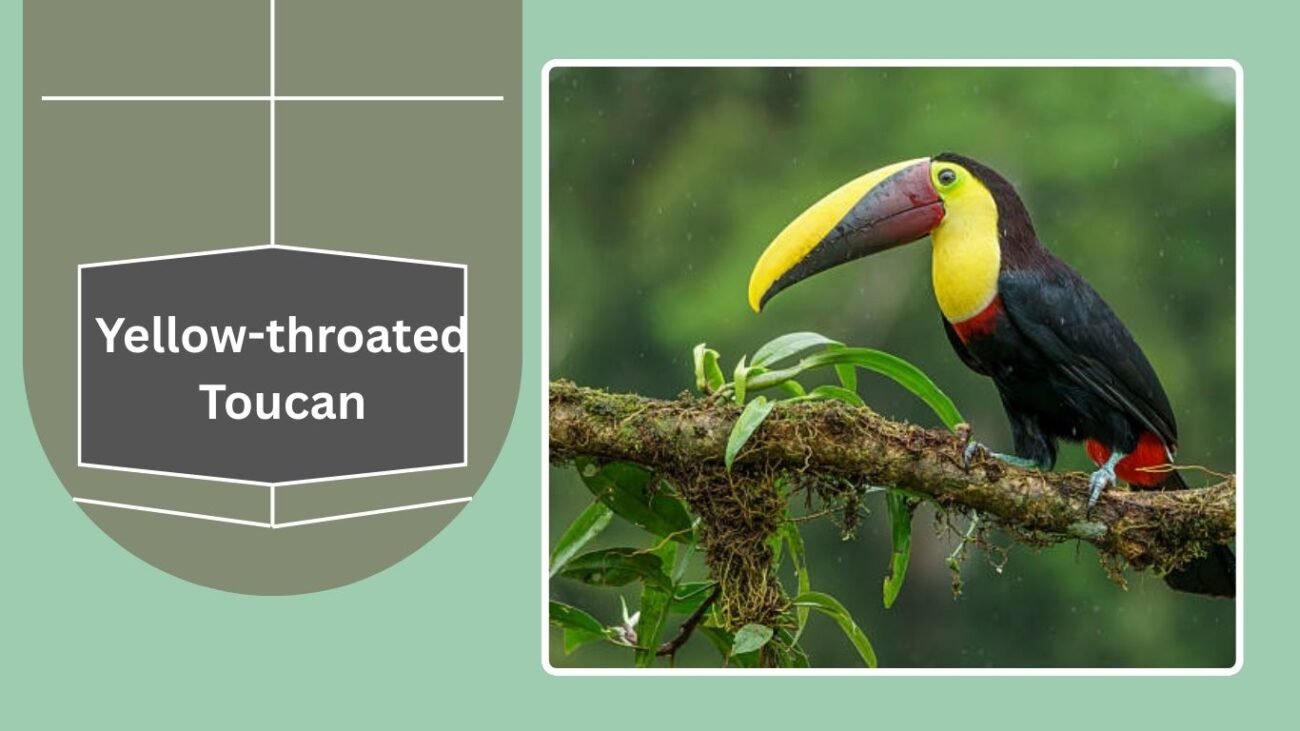 Yellow-throated Toucan