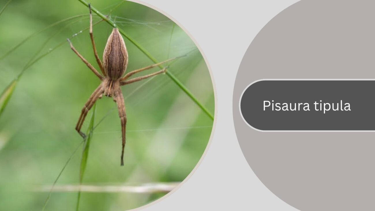 Pisaura tipula