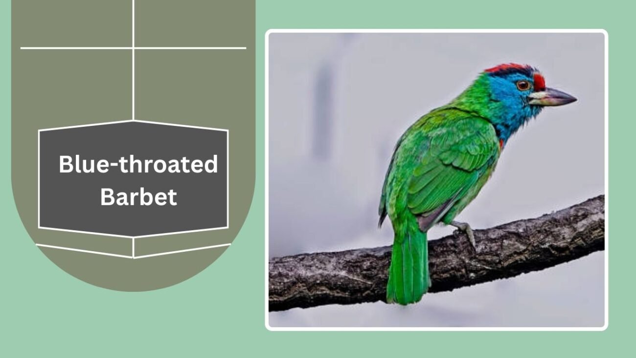 Blue-throated Barbet