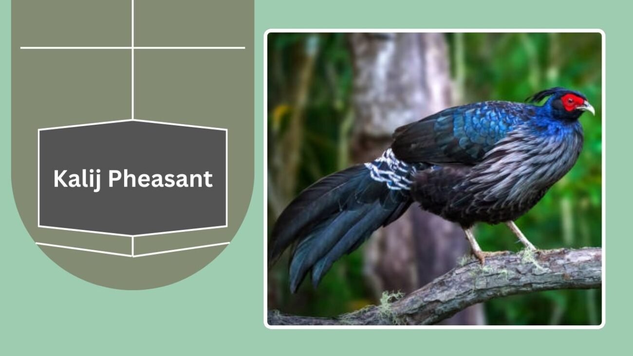 Kalij Pheasant